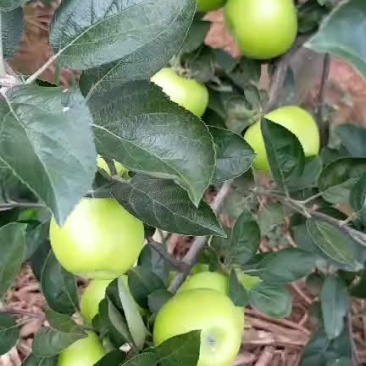 昭通早熟甜脆青苹果