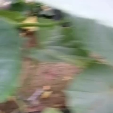 顺义本地黄瓜刚下来的自己家大棚种的又需要的联系