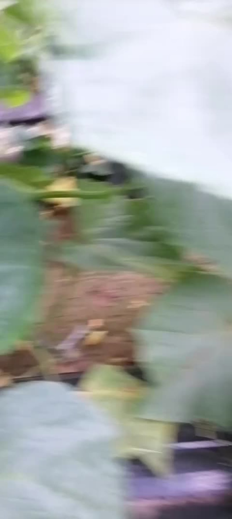 顺义本地黄瓜刚下来的自己家大棚种的又需要的联系