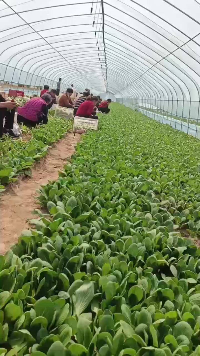上海青
