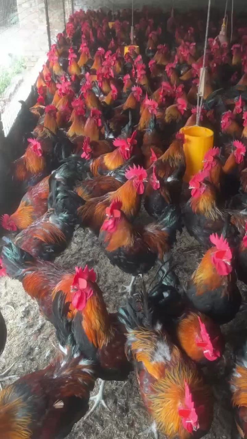 瑶鸡