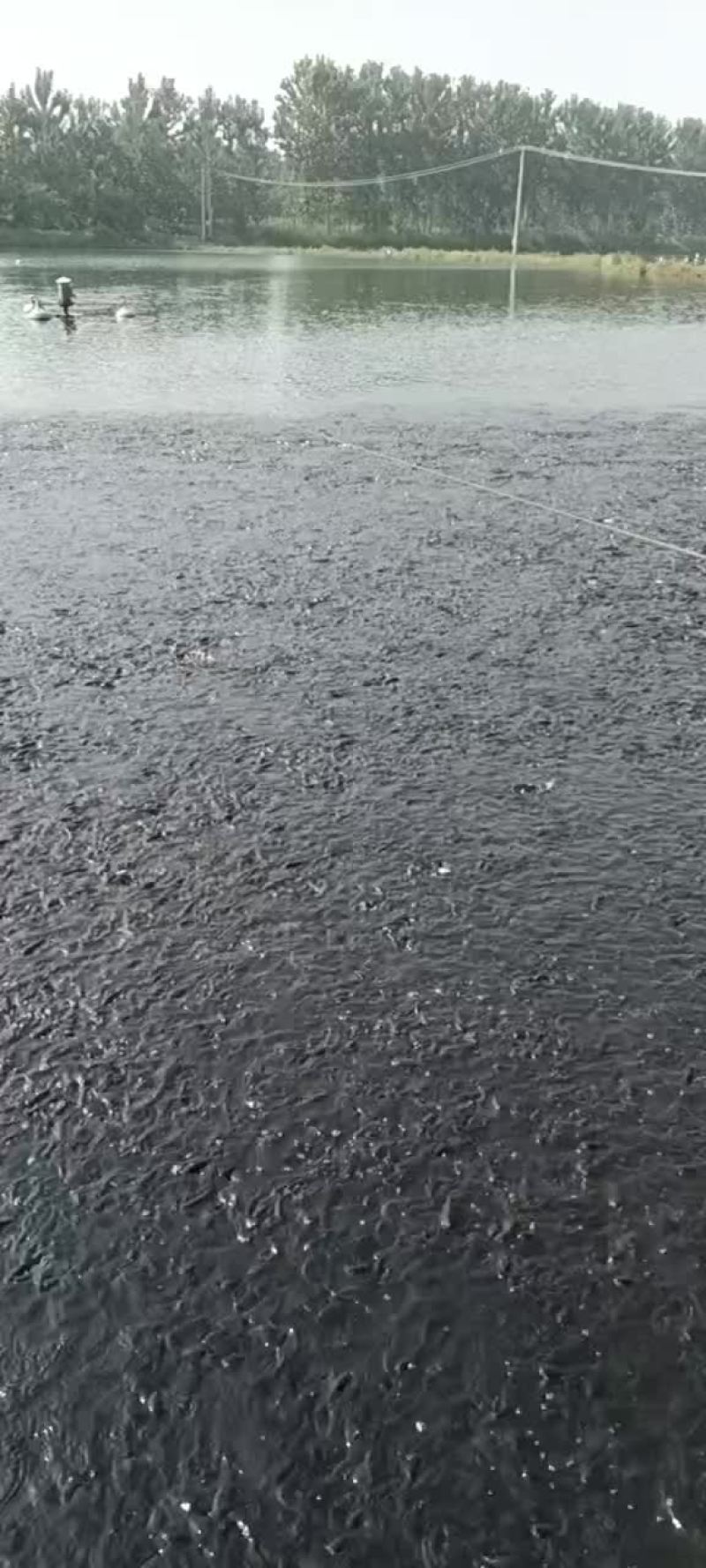 水产品