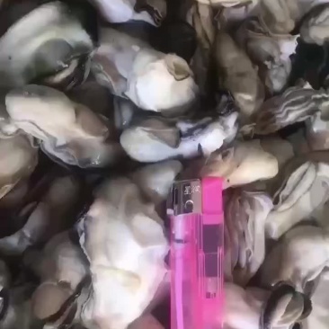 海蛎熟肉加工麻辣海鲜看过来