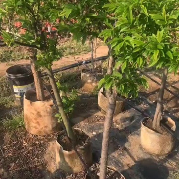 李子盆栽基地一手货源，价格合适，诚信经营
