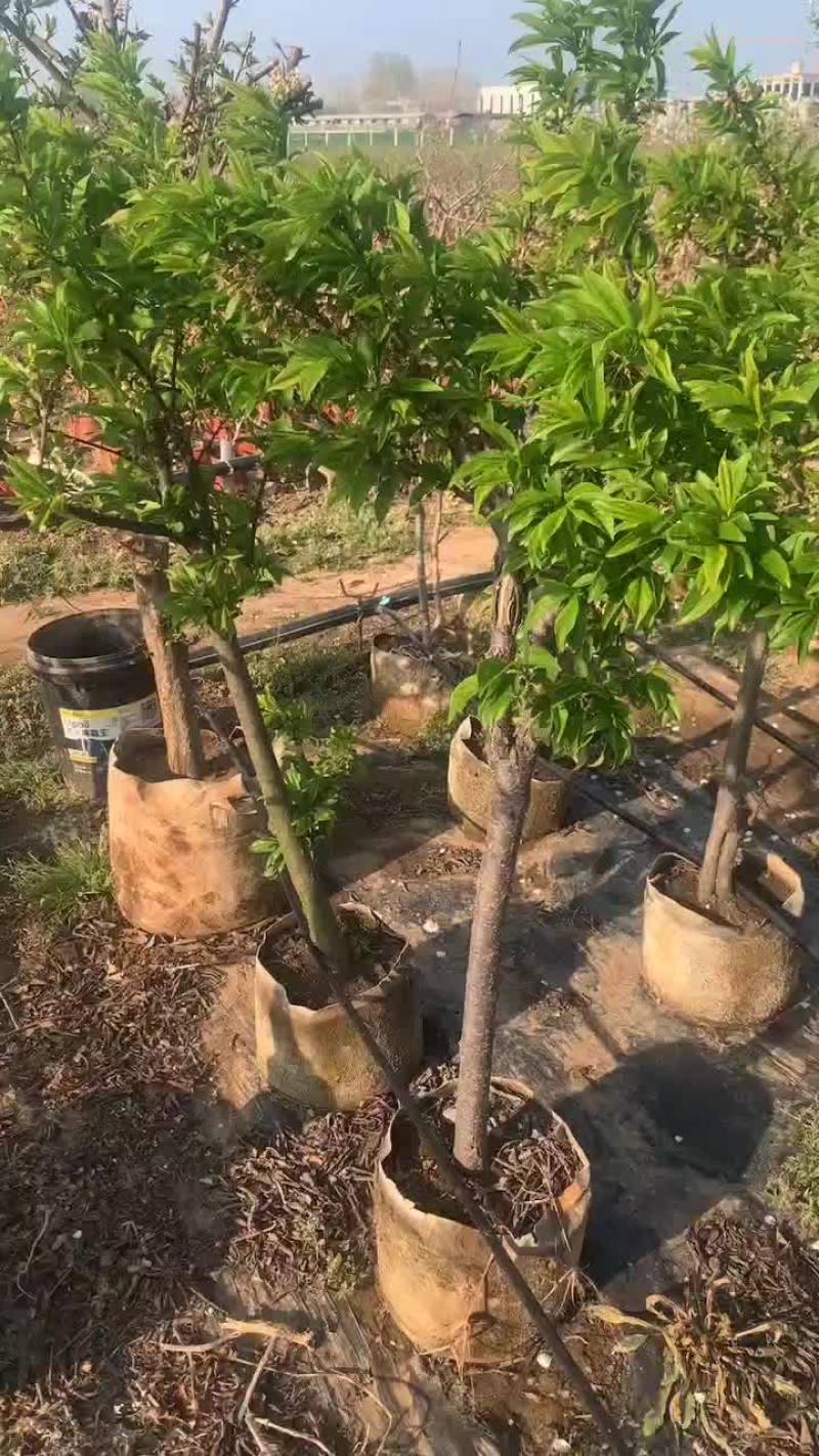 李子盆栽基地一手货源，价格合适，诚信经营