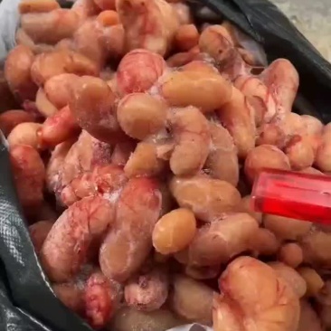 鸡腰子