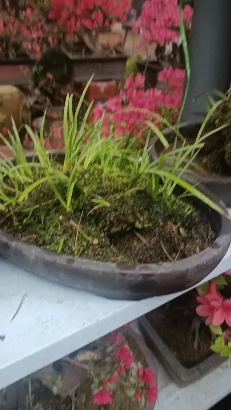盆栽绿植