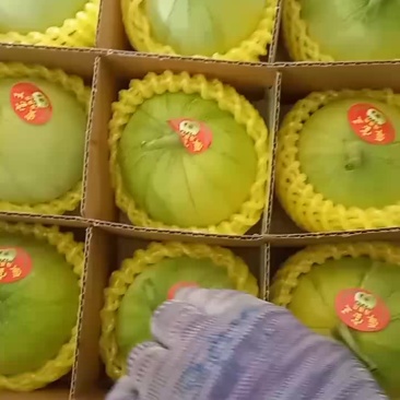 正宗马连庄甜瓜！