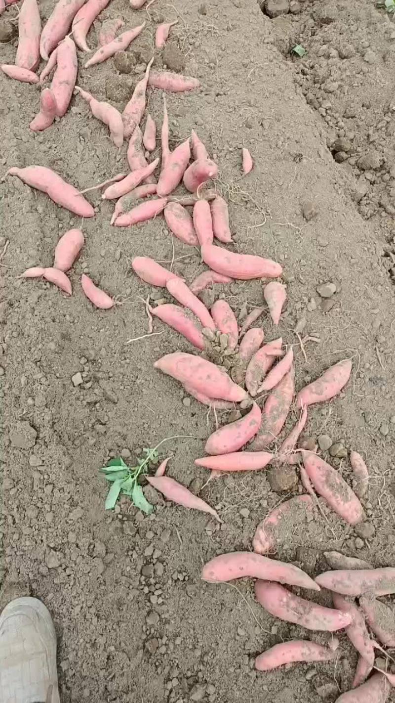 红薯