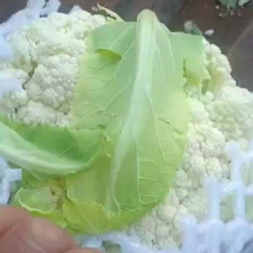 松花