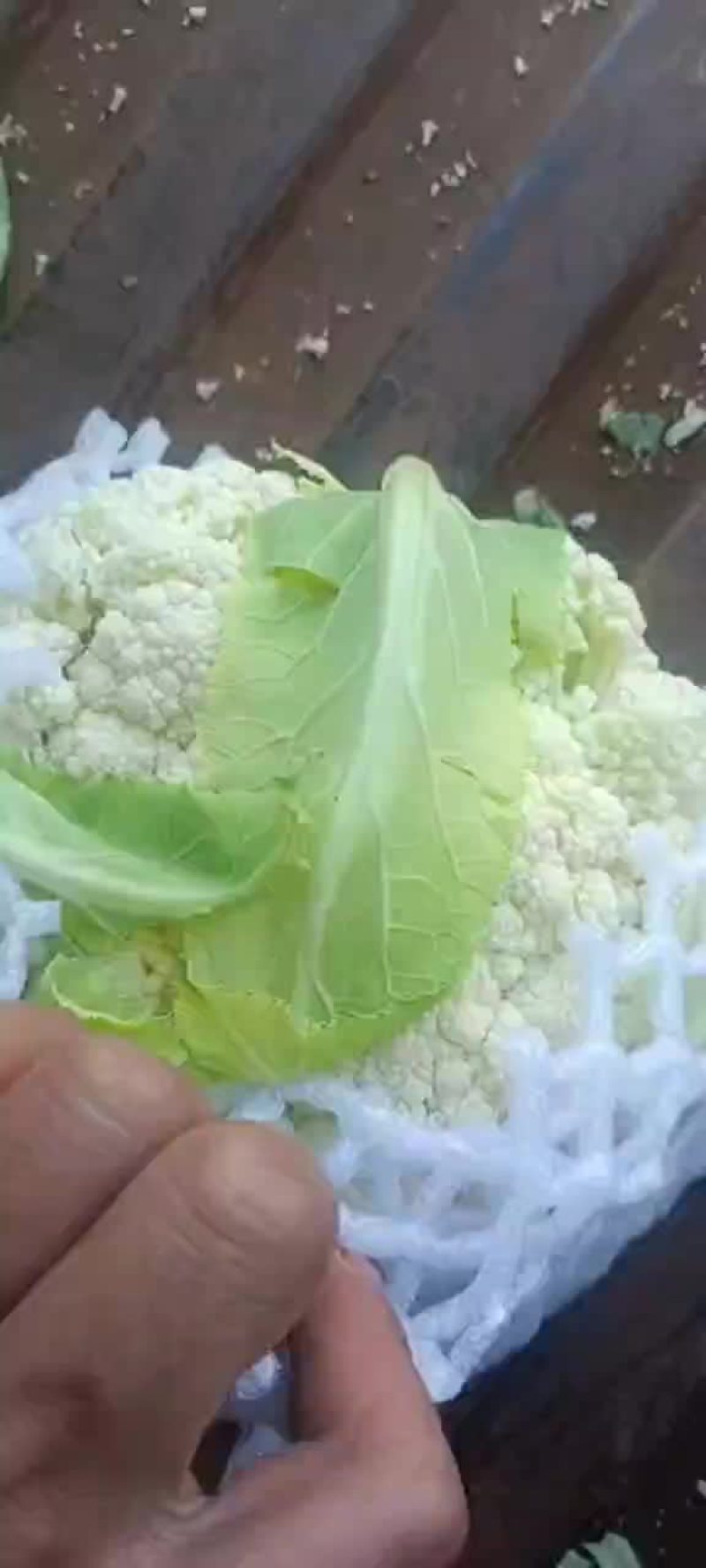 松花