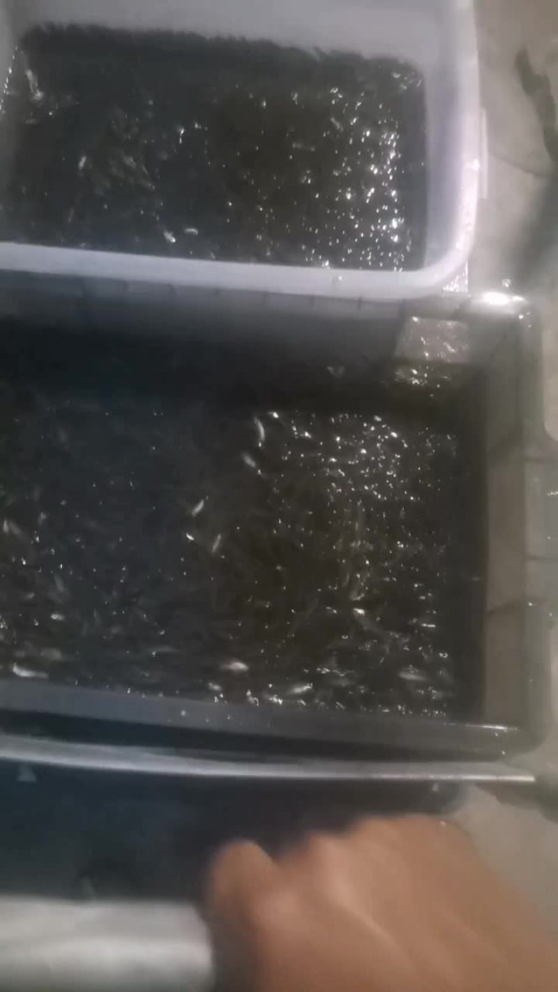 我想卖麻麻鱼，小杂鱼