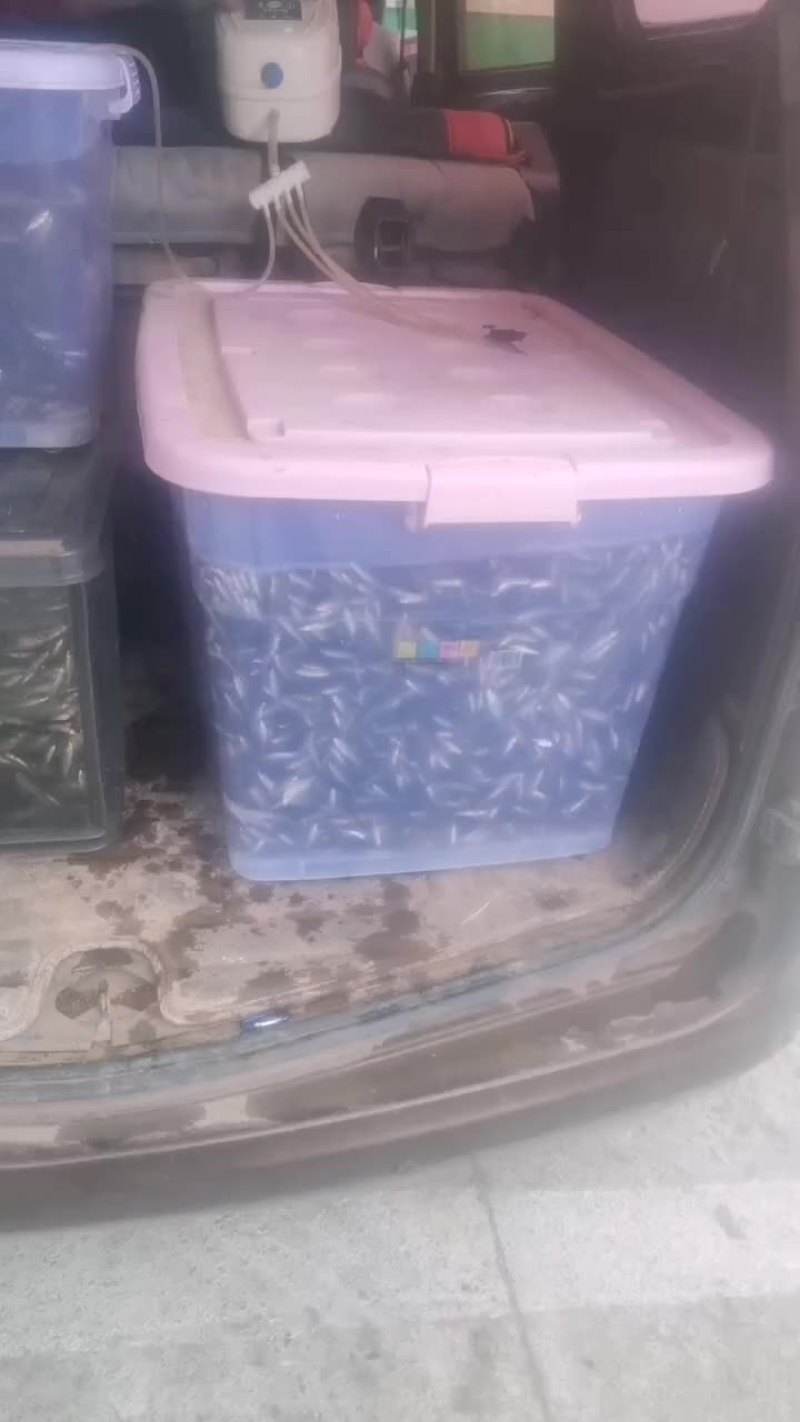 我想卖麻麻鱼，小杂鱼