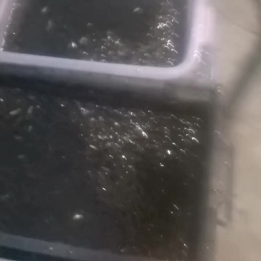 我想卖麻麻鱼，小杂鱼