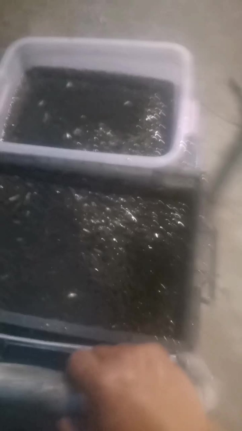 我想卖麻麻鱼，小杂鱼