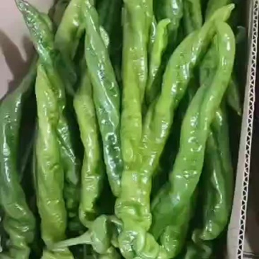 精品螺丝椒，陇椒，价格低，质量好，量大，保质保量