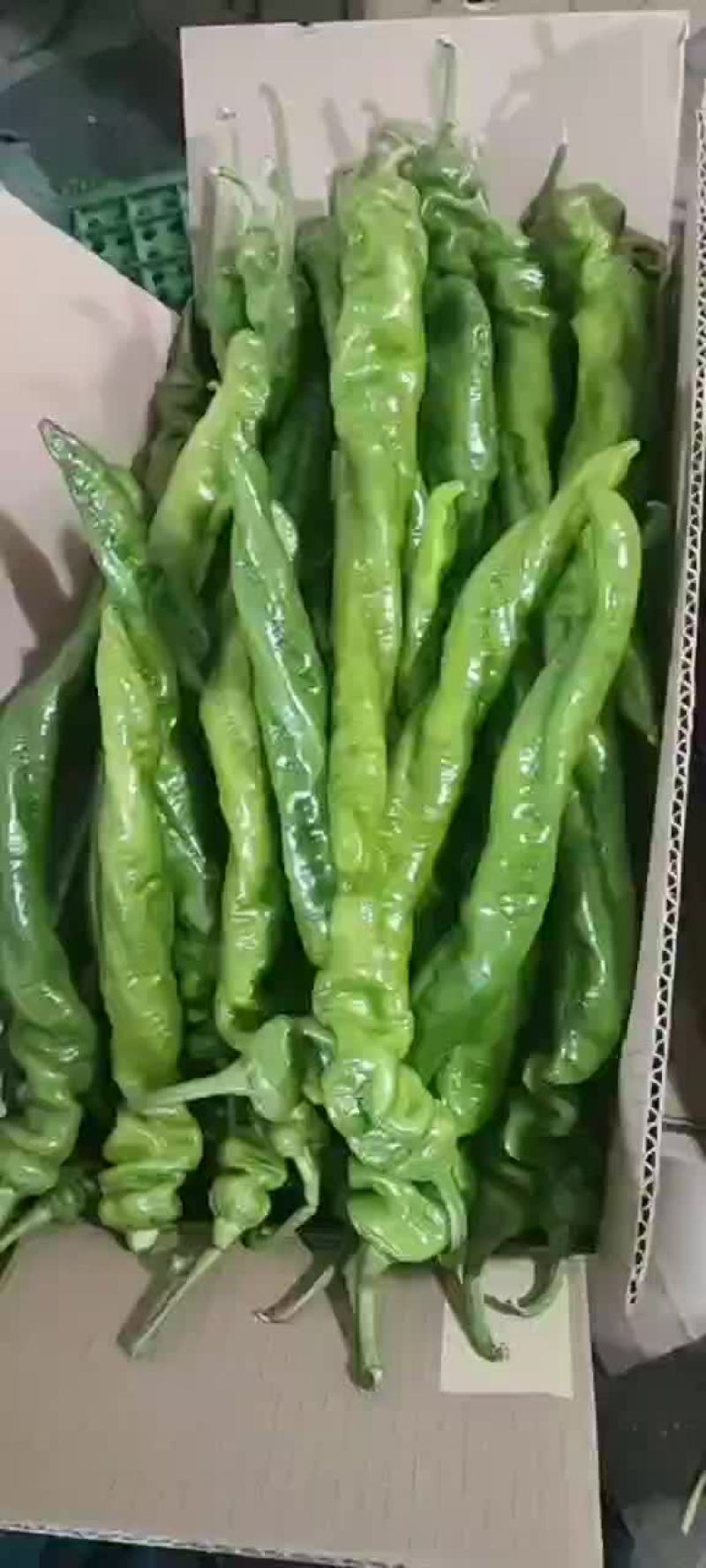 精品螺丝椒，陇椒，价格低，质量好，量大，保质保量