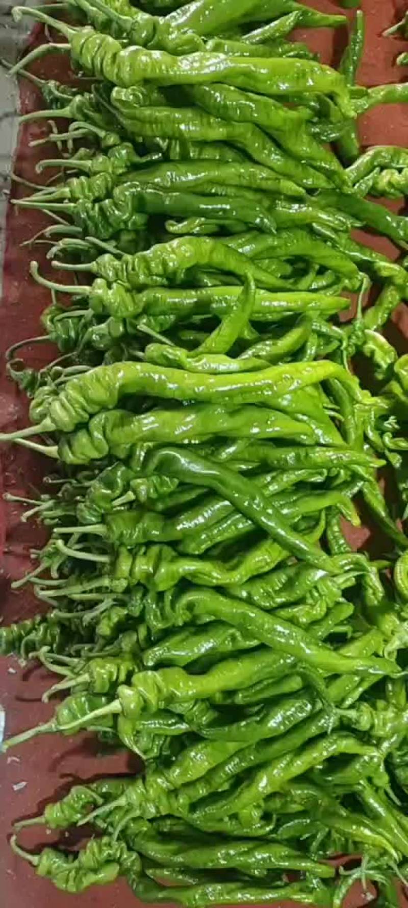 精品螺丝椒，陇椒，价格低，质量好，量大，保质保量