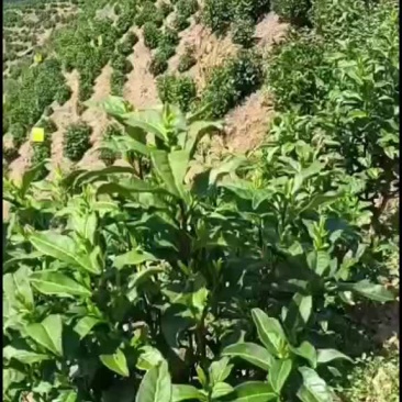 黄山毛峰，鲜叶，干茶，均可