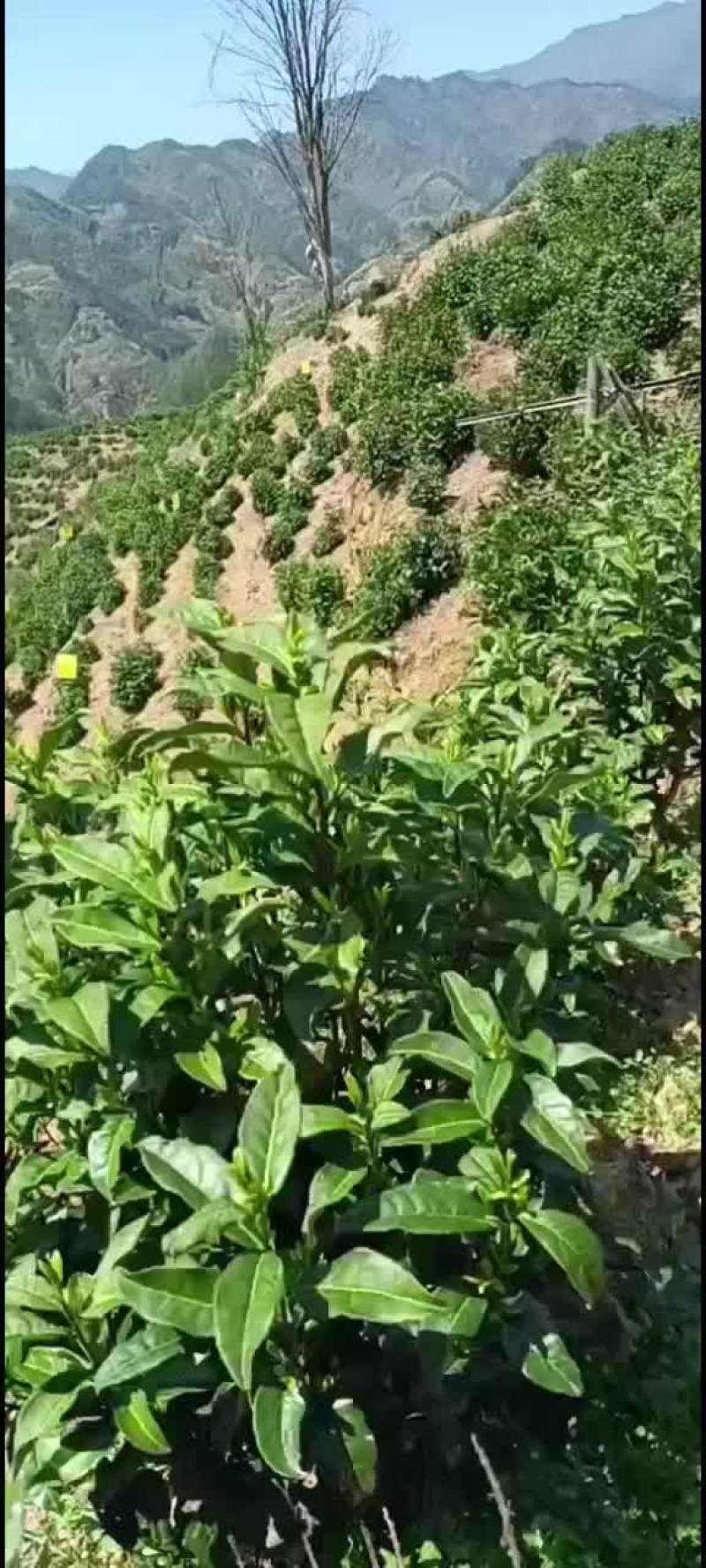 黄山毛峰，鲜叶，干茶，均可