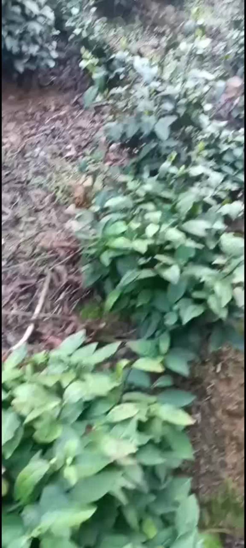 黄山毛峰，鲜叶，干茶，均可