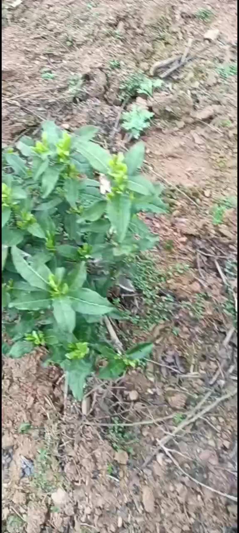 黄山毛峰，鲜叶，干茶，均可