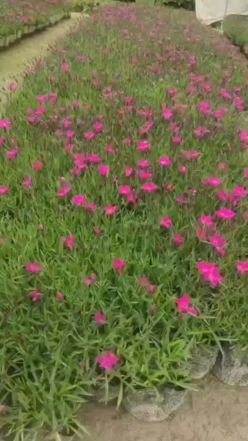 欧石竹