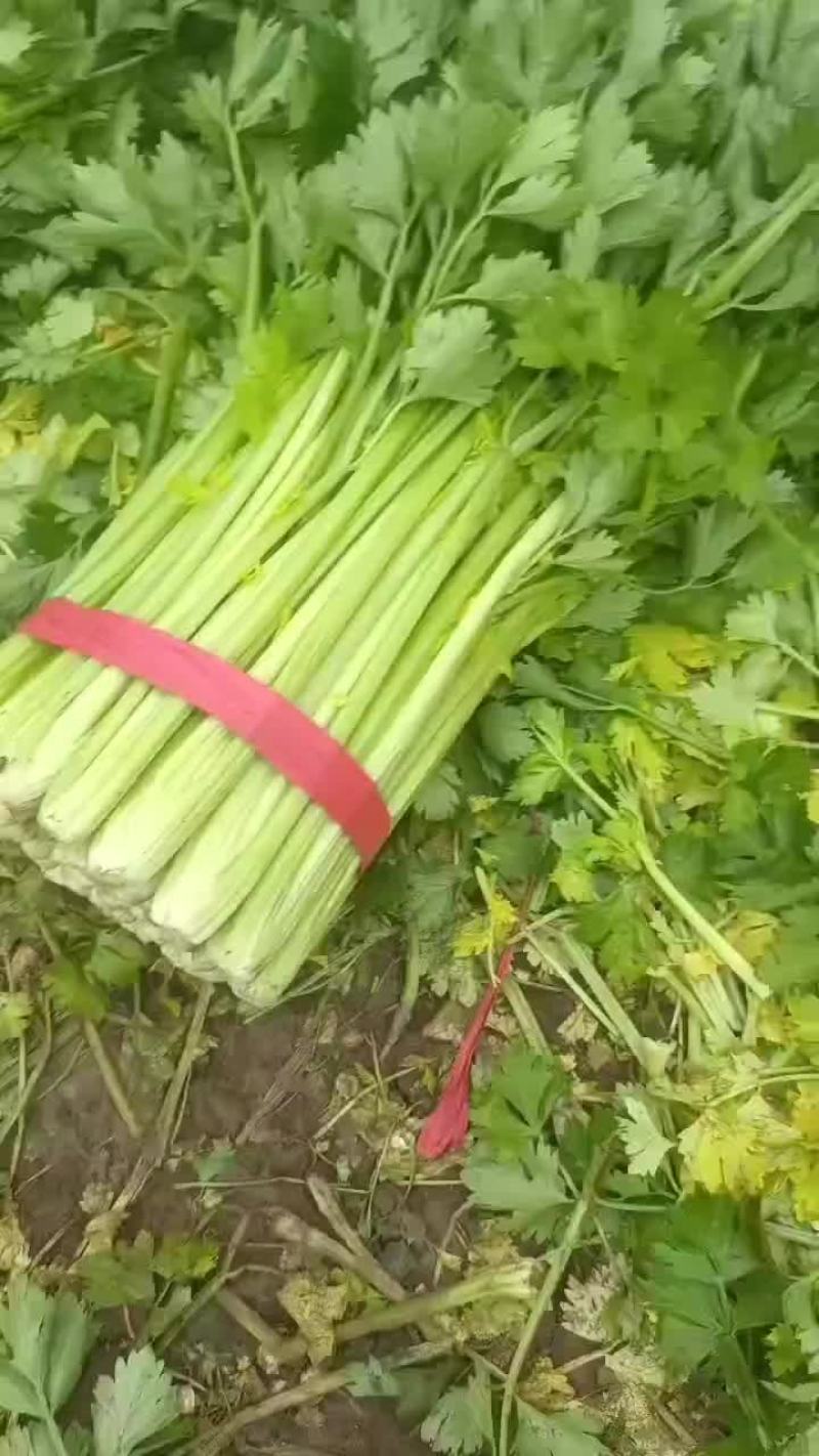 河北精品西芹货源充足产地直发对接市场商超