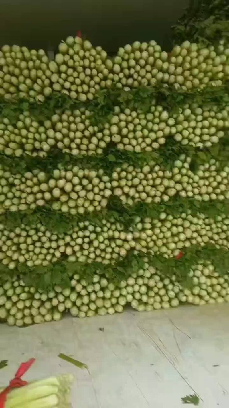 河北精品西芹货源充足产地直发对接市场商超