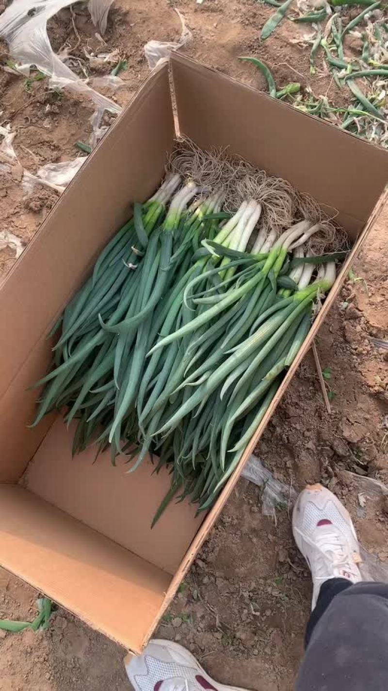 百亩分葱上市
