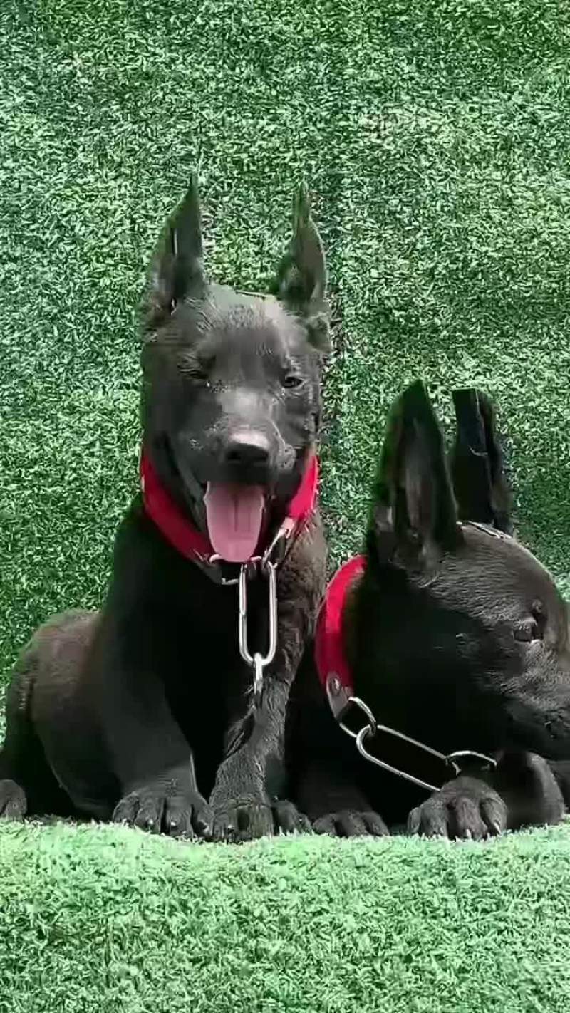 墨界黑狼犬全身乌黑没有一点杂毛，看家护院招财辟邪