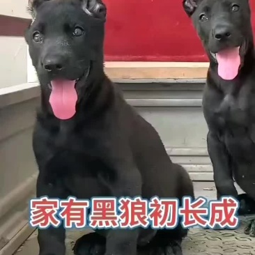 墨界黑狼犬全身乌黑没有一点杂毛，看家护院招财辟邪