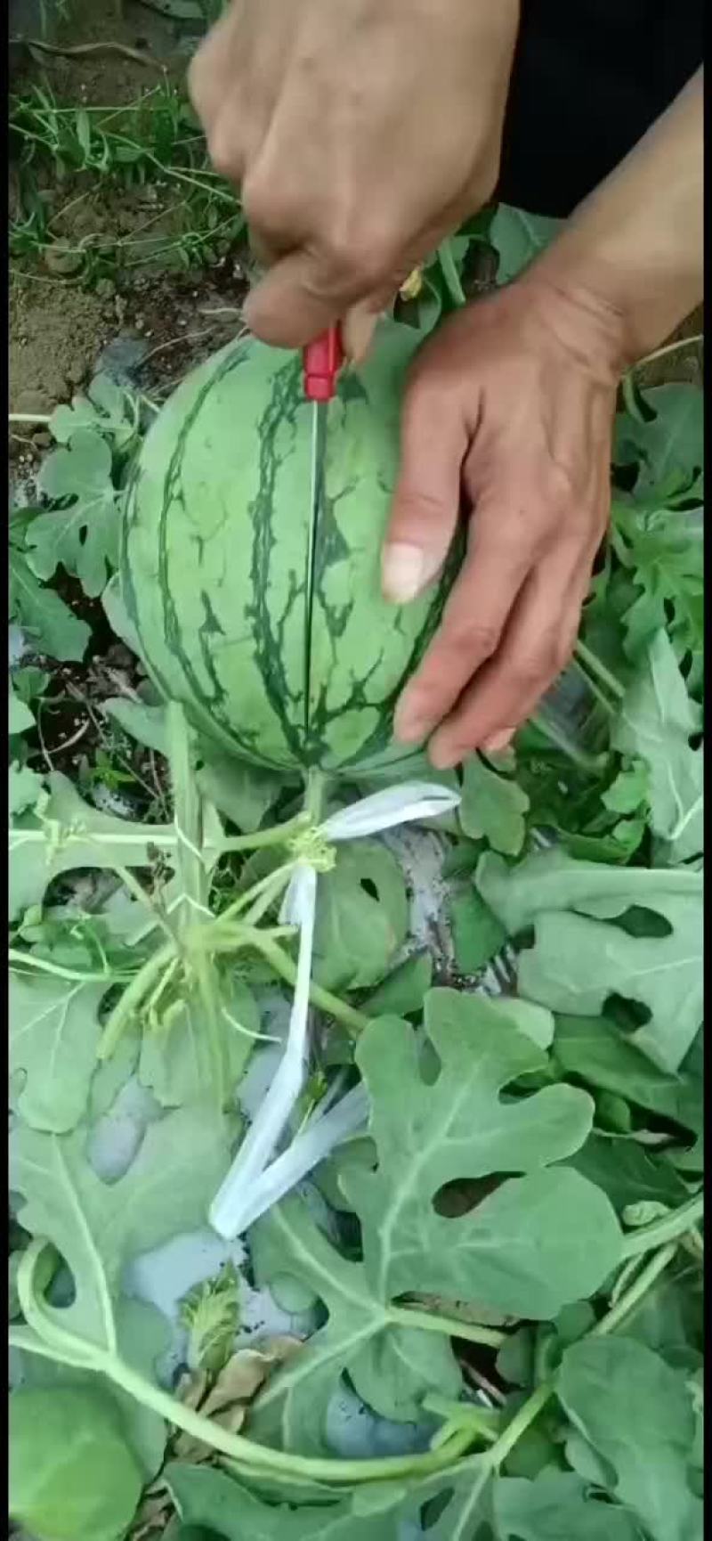 北海银海区翠玲西瓜