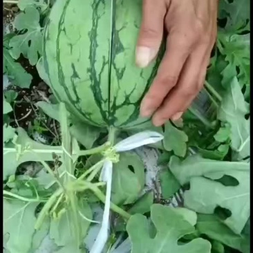 北海银海区翠玲西瓜