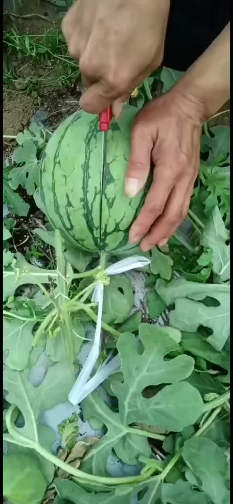 北海银海区翠玲西瓜