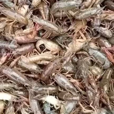 小龙虾苗虾苗
