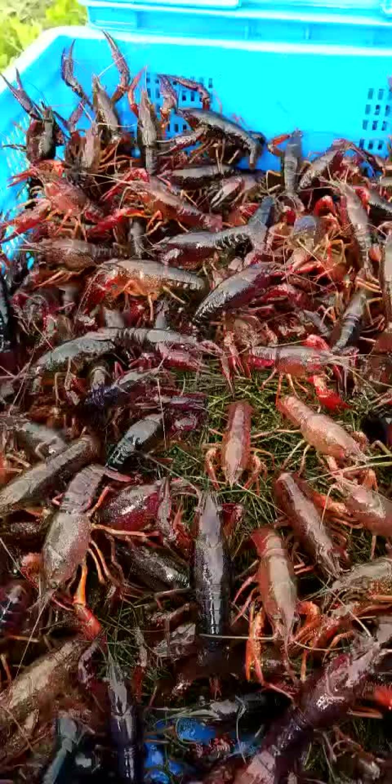 小龙虾苗虾苗