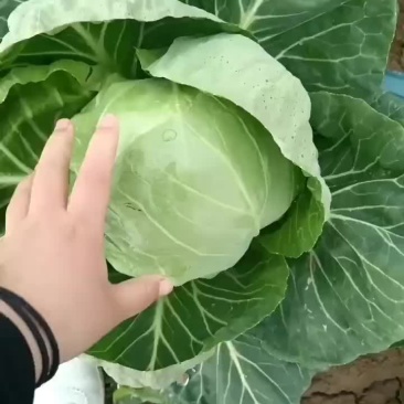 甘蓝有货要的老板联系