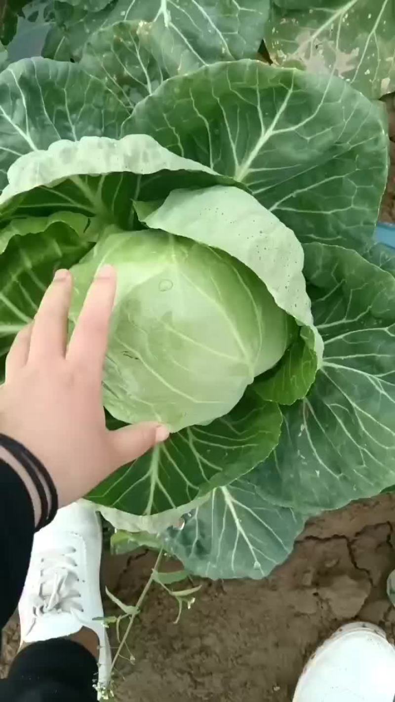 甘蓝有货要的老板联系