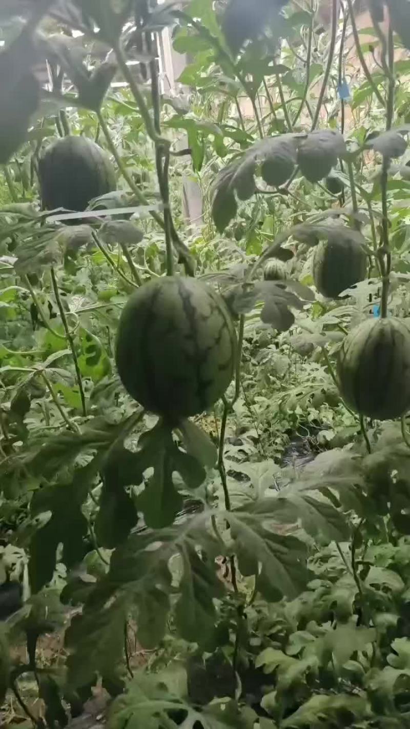 礼品小西瓜