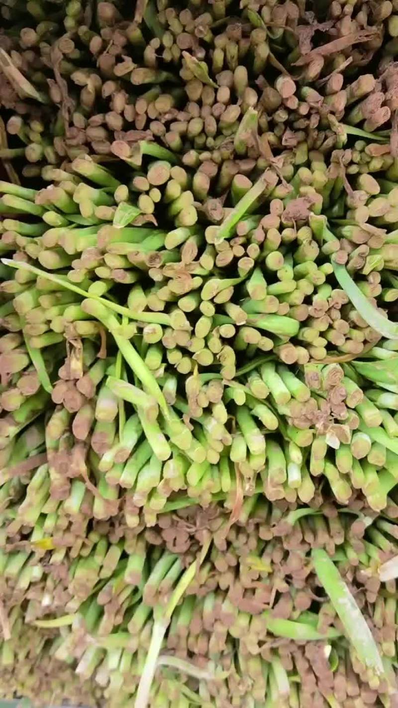 精品露天韭菜大量供应，需要了联系