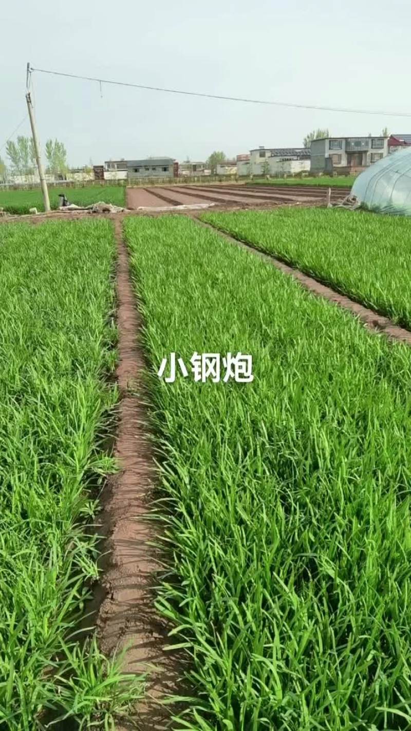 精品露天韭菜大量供应，需要了联系