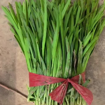精品露天韭菜大量供应，需要了联系