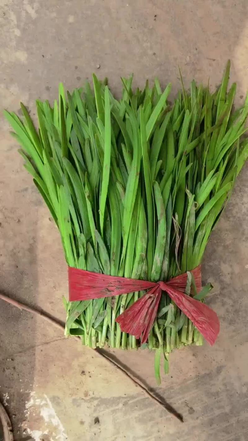 精品露天韭菜大量供应，需要了联系