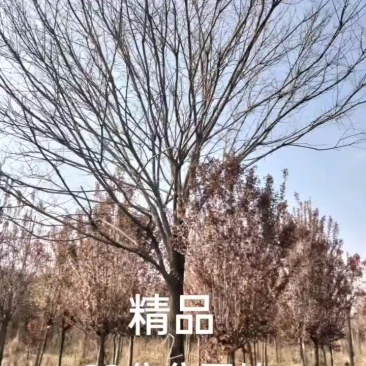 国槐，合欢大货精品