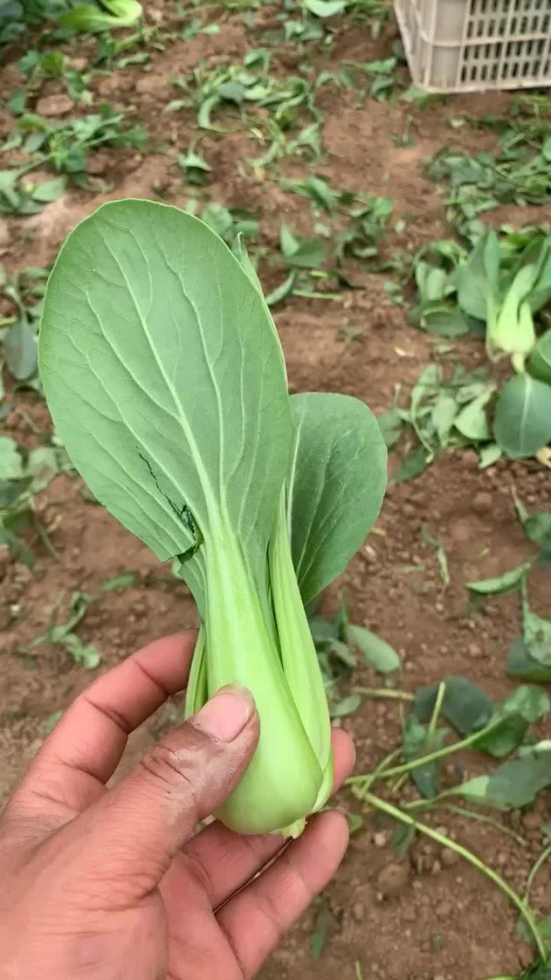 精品上海青，菠菜