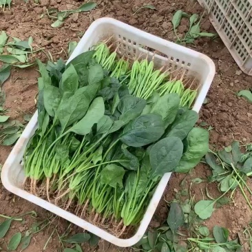 精品上海青，菠菜