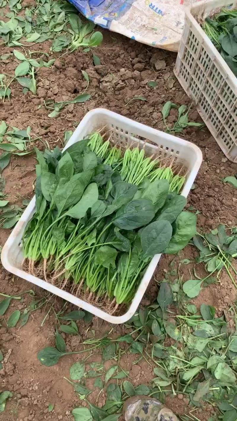 精品上海青，菠菜
