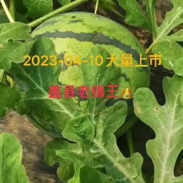 盖县西瓜老锦王4月10号上市