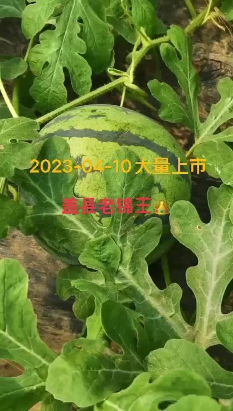 盖县西瓜老锦王4月10号上市